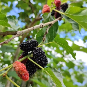 Illinois Everbearing Mulberry Trees - Live Plants 5-9 Inches Tall - Black Fruit