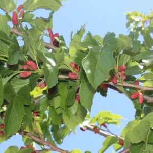 Illinois Everbearing Mulberry Trees - Live Plants 5-9 Inches Tall - Black Fruit