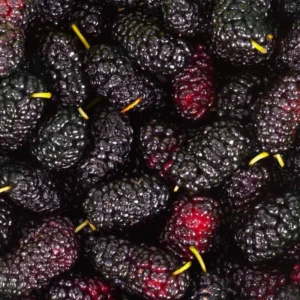 Illinois Everbearing Mulberry Trees - Live Plants 5-9 Inches Tall - Black Fruit