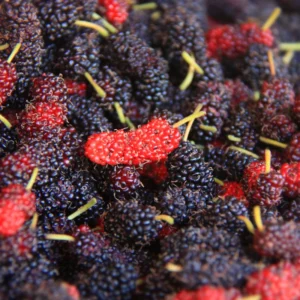 Illinois Everbearing Mulberry Trees - Live Plants 5-9 Inches Tall - Black Fruit