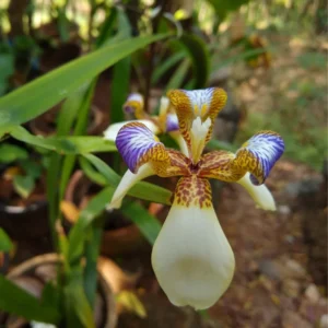 Iris Plants - 4 Walking Iris Plants, 5 Inch Bareroot, Purple Flowering