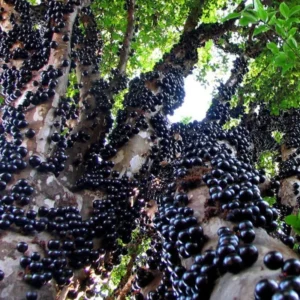 Jaboticaba Plant Live Tree - 1 Feet Tall, Well Rooted