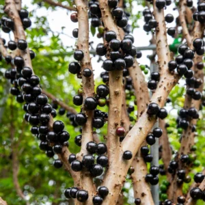 Jaboticaba Plant Live Tree - 1 Feet Tall, Well Rooted