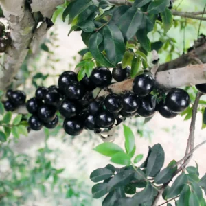 Jaboticaba Plant Live Tree - 1 Feet Tall, Well Rooted