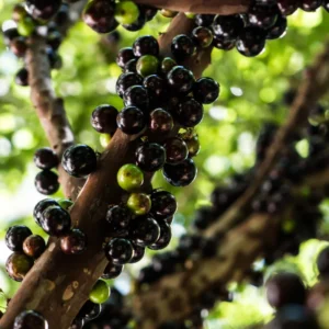 Jaboticaba Plant Live Tree - 1 Feet Tall, Well Rooted