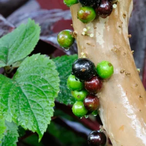 Jaboticaba Tree Live Plant - 10-12 Inch Well-Rooted Jabuticaba Plant for Outdoor Growing