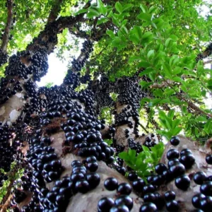 Jaboticaba Tree Live Plant - 10-12 Inch Well-Rooted Jabuticaba Plant for Outdoor Growing