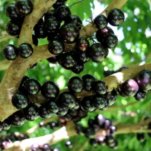 Jaboticaba Tree Live Plant - 10-12 Inch Well-Rooted Jabuticaba Plant for Outdoor Growing
