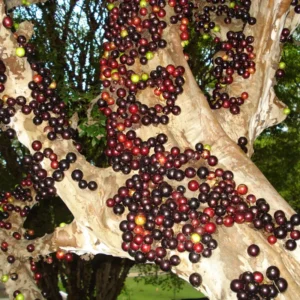 Jaboticaba Tree Live Plant - 10-12 Inch Well-Rooted Jabuticaba Plant for Outdoor Growing
