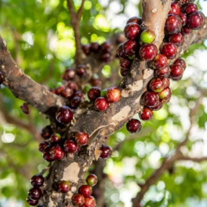Jaboticaba Tree Live Plant - 10 to 12 Inch Tall - Outdoor Growing