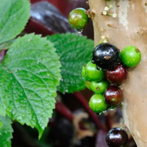 Jaboticaba Tree Live Plant - 10 to 12 Inch Tall - Outdoor Growing