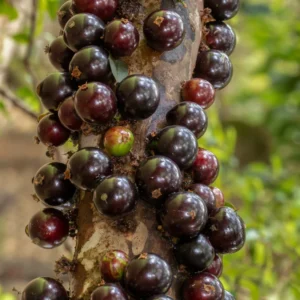 Jaboticaba Tree Live Plant - 10 to 12 Inch Tall - Outdoor Growing