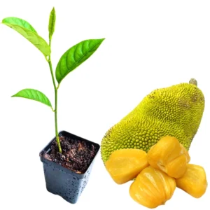 Jackfruit Plant Live Sweet Jackfruit Tree 8-12 Inches Tall