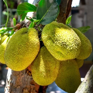 Jackfruit Plant Live Sweet Jackfruit Tree 8-12 Inches Tall