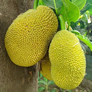 Jackfruit Plant Live Sweet Jackfruit Tree 8-12 Inches Tall