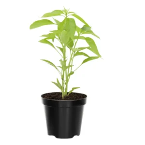 Jalapeno Pepper Plant - 4-8 Inch Potted Vegetable Plant