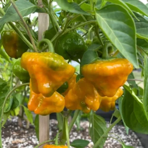 Jamaican Yellow Scotch Bonnet Hot Pepper Plant - 2.5 Inch Pot - Vegetable Plant