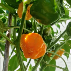 Jamaican Yellow Scotch Bonnet Hot Pepper Plant - 2.5 Inch Pot - Vegetable Plant