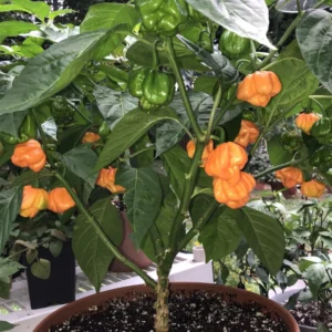 Jamaican Yellow Scotch Bonnet Hot Pepper Plant - 2.5 Inch Pot - Vegetable Plant