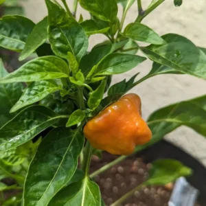 Jamaican Yellow Scotch Bonnet Hot Pepper Plant - 2.5 Inch Pot - Vegetable Plant