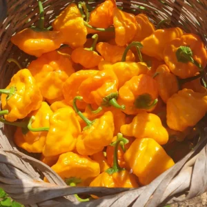 Jamaican Yellow Scotch Bonnet Hot Pepper Plant - 2.5 Inch Pot - Vegetable Plant
