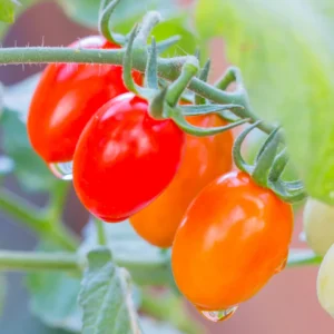 Juliet Cherry Tomato Plant - Vegetable Plant - 2.5 Inch Pot - Grow at Home