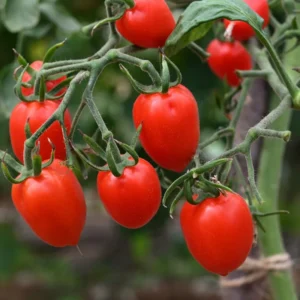 Juliet Cherry Tomato Plant - Vegetable Plant - 2.5 Inch Pot - Grow at Home