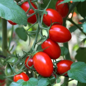 Juliet Cherry Tomato Plant - Vegetable Plant - 2.5 Inch Pot - Grow at Home