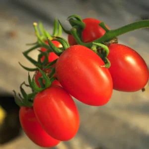 Juliet Cherry Tomato Plant - Vegetable Plant - 2.5 Inch Pot - Grow at Home