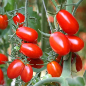 Juliet Cherry Tomato Plant - Vegetable Plant - 2.5 Inch Pot - Grow at Home