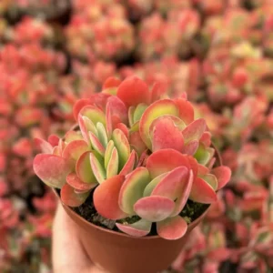 Kalanchoe Luciae Flapjack Succulent Live - 4 Inch Potted Home Décor Plant
