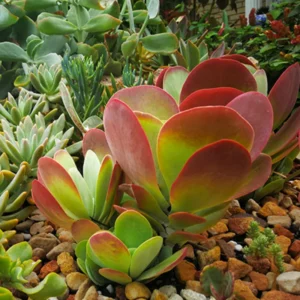 Kalanchoe Luciae Flapjack Succulent Live - 4 Inch Potted Home Décor Plant