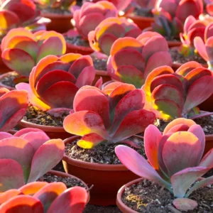 Kalanchoe Luciae Plant - 2 Inch Flapjack Succulent Live Plant with Green Leaves