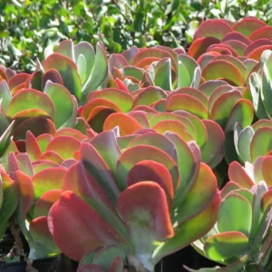 Kalanchoe Luciae Plant - 2 Inch Flapjack Succulent Live Plant with Green Leaves