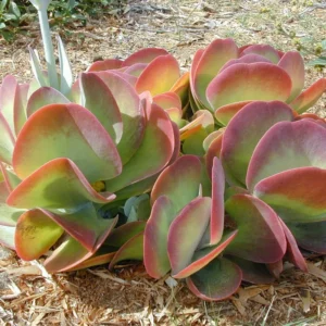 Kalanchoe Luciae Plant - 2 Inch Flapjack Succulent Live Plant with Green Leaves