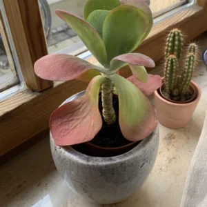 Kalanchoe Luciae Plant - 2 Inch Flapjack Succulent Live Plant with Green Leaves