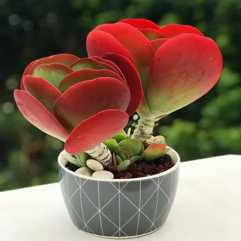 Kalanchoe Luciae Plant, Flapjack Succulent, 2 Inch Pot, Home Decor