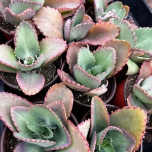 Kalanchoe Mother of Thousands Succulent Live Plant in Pot