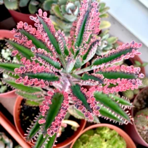 Kalanchoe Pink Butterfly Plant - Rare Variegated Succulent - 2 Inch Live Plant