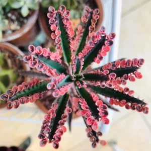 Kalanchoe Pink Butterfly Plant - Rare Variegated Succulent - 2 Inch Live Plant