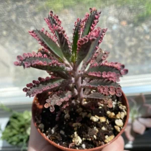 Kalanchoe Pink Butterfly Plant - Rare Variegated Succulent - 2 Inch Live Plant