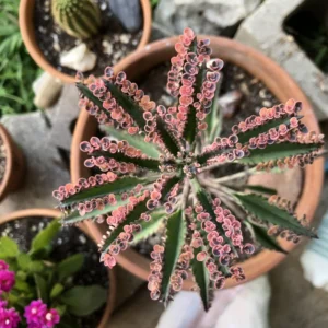 Kalanchoe Pink Butterfly Plant - Rare Variegated Succulent - 2 Inch Live Plant