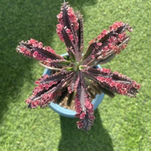 Kalanchoe Pink Butterfly Plant - Rare Variegated Succulent - 2 Inch Live Plant