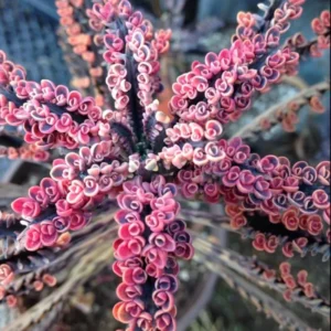 Kalanchoe Pink Butterfly Succulent - Rare Variegated Live Plant in Pot