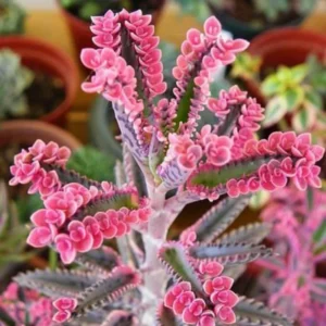 Kalanchoe Pink Butterfly Succulent - Rare Variegated Live Plant in Pot
