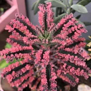 Kalanchoe Pink Butterfly Succulent - Rare Variegated Live Plant in Pot