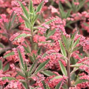 Kalanchoe Pink Butterfly Succulent - Rare Variegated Live Plant in Pot