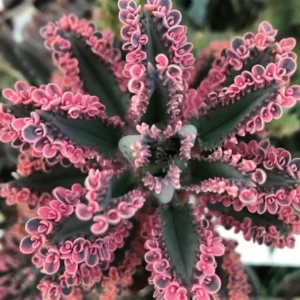 Kalanchoe Pink Butterfly Variegated Succulent - 2 Inch Pot Perennial Plant