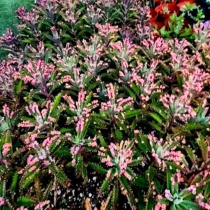 Kalanchoe Pink Butterfly Variegated Succulent 2 Inch Pot Rare Colorful Foliage