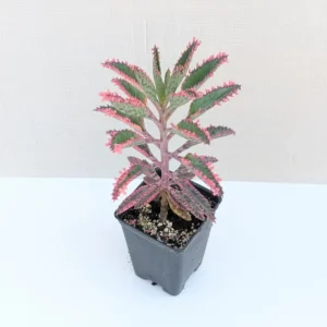 Kalanchoe Pink Butterfly Variegated Succulent 2 Inch Pot Rare Colorful Foliage